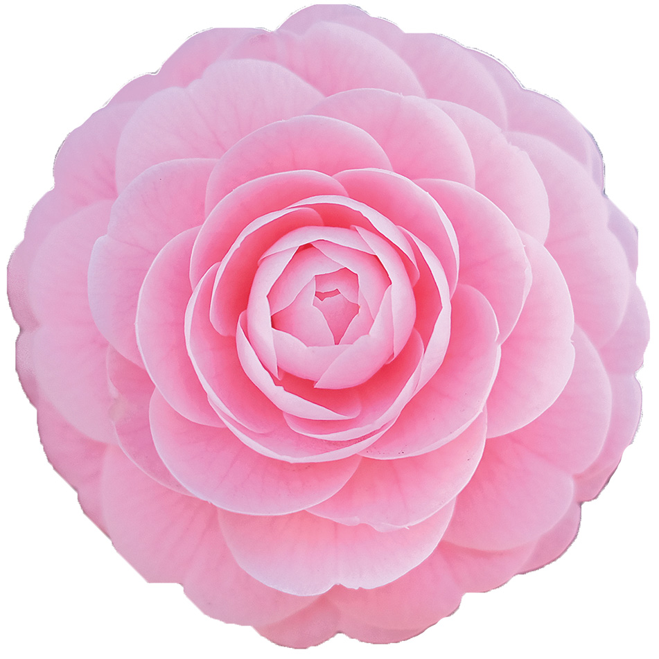 Pink Perfection - Japonica Pink Perfection - Japonica