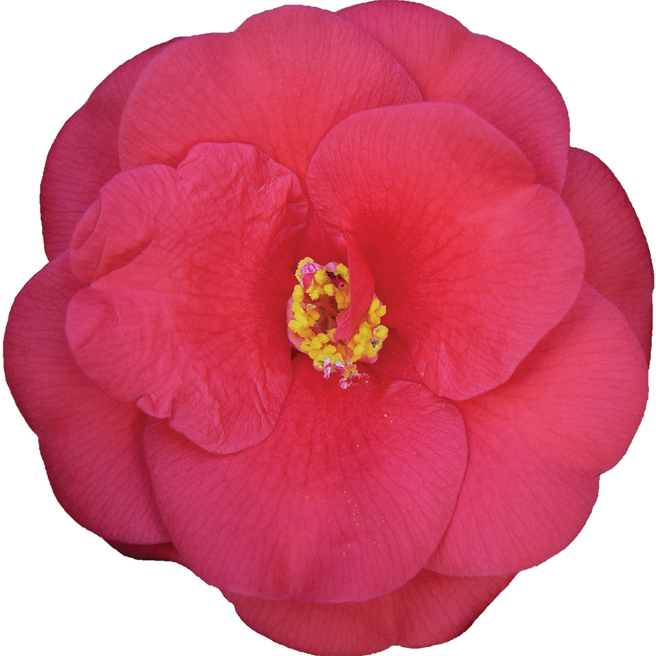 Rosehill Red - Japonica