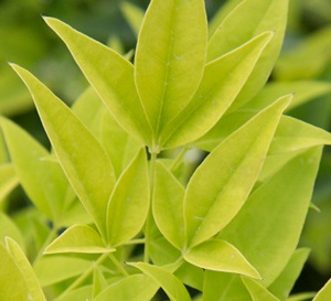 ‘Lemon Lime’ Nandina